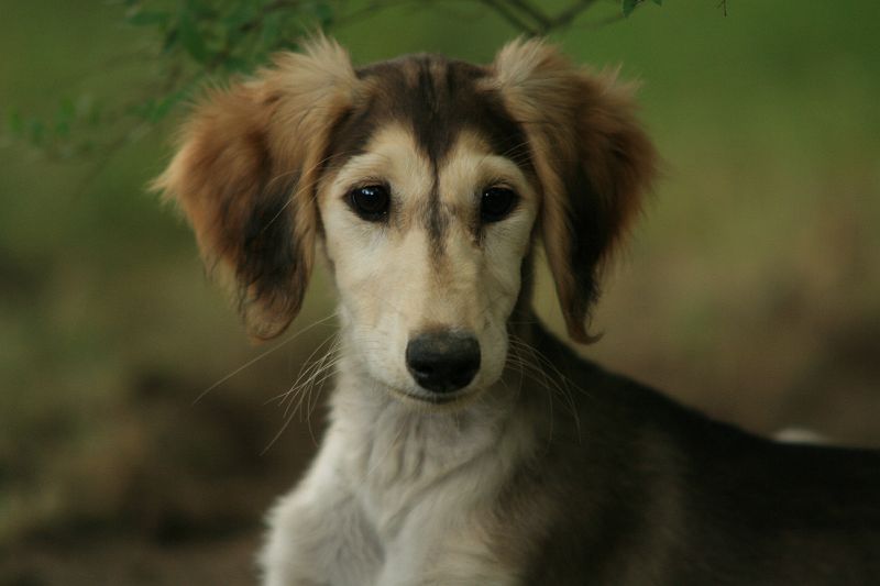 Ameenan lapset 12 vko 183.JPG - Mureena